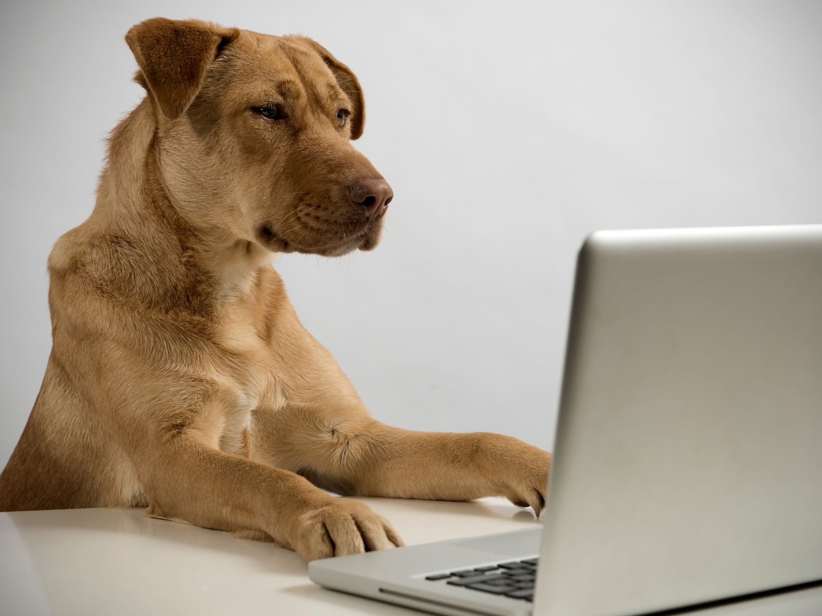 Brown dog using a laptop computer